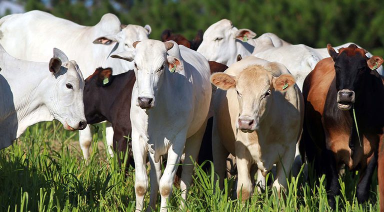 Abates de bovinos, suínos e frangos batem recorde no 3º trimestre