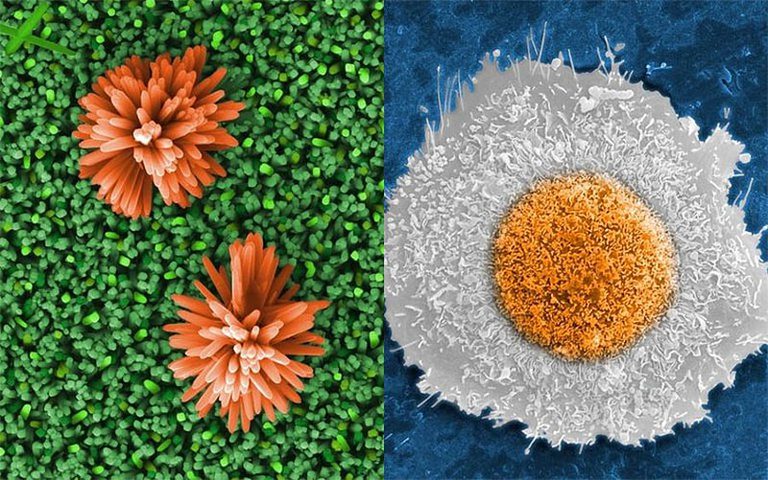 Duas imagens captadas por microscópios do Cetene ganham prêmio nacional