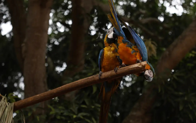 No Parque Nacional da Tijuca, araras-canindés voltam ao céu do Rio após 200 anos