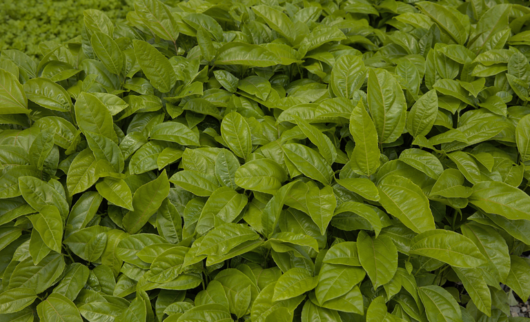 Apoio ao agro: crédito rural cresce 6% no primeiro semestre da safra 2025/2026