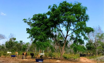 Dois novos assentamentos do Incra no Tocantins dão fim a longos conflitos agrários