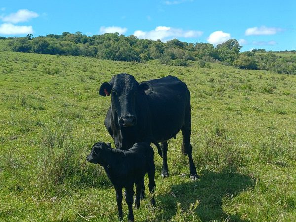 Nascem primeiros animais em projeto de taurinos para agricultura familiar