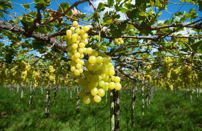 Nordeste alcança 24,8 bilhões de dólares em exportações em 2025