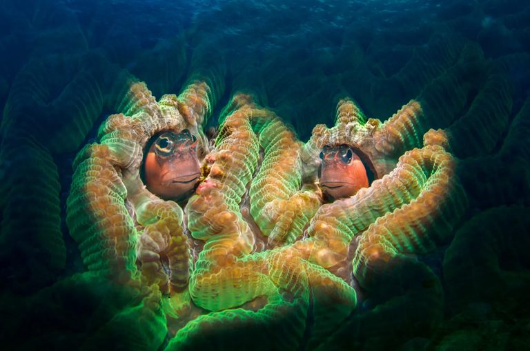 Tratado do Alto-Mar reúne Brasil e 84 países na proteção dos oceanos além-fronteiras