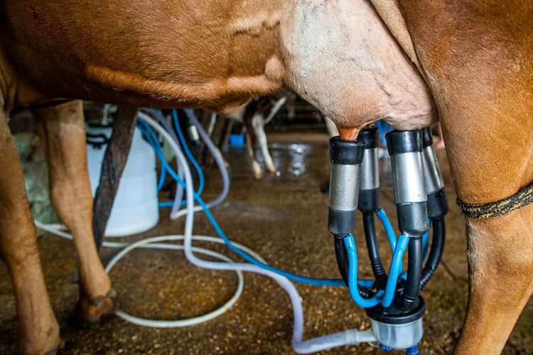 Ministério anuncia R$ 450 milhões para fortalecer produção de leite da agricultura familiar