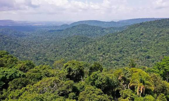 Chamada Pública Florestas e Comunidades: Amazônia Viva tem resultado final