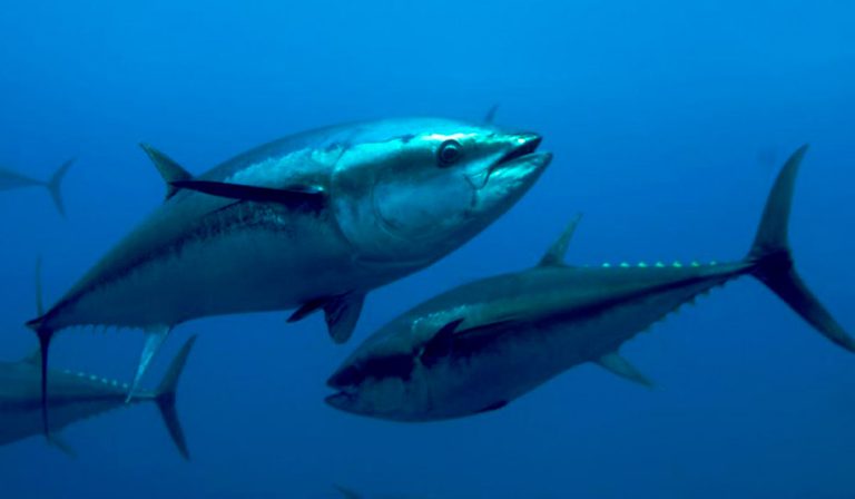 Conheça os pescados brasileiros que escaparam do tarifaço de Trump