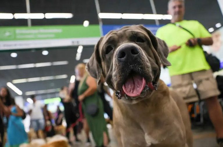 Turistas e empresários podem participar do mapeamento do turismo 'pet friendly'