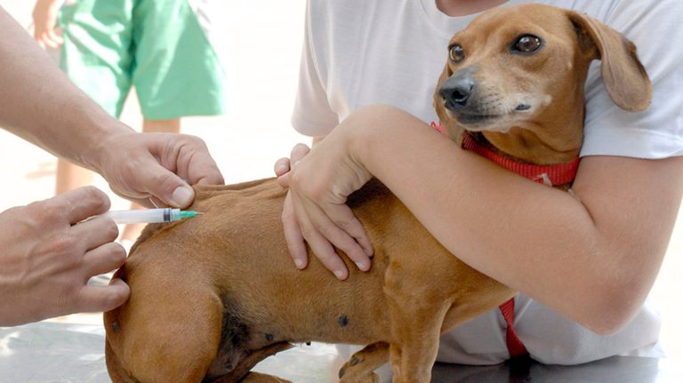Brasil completa 10 anos sem raiva humana transmitida por cães e reforça vacinação na fronteira