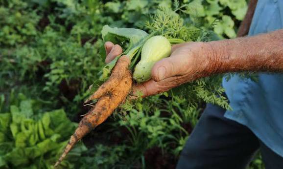 GT vai elaborar proposta do programa de valorização de sistemas agrícolas tradicionais