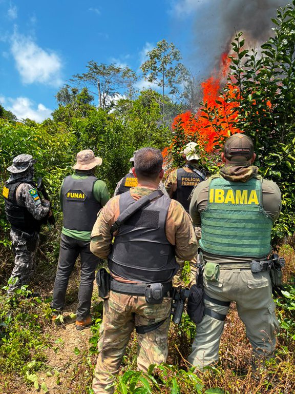 PF erradica 6 mil pés de cannabis em terra indígena no PA