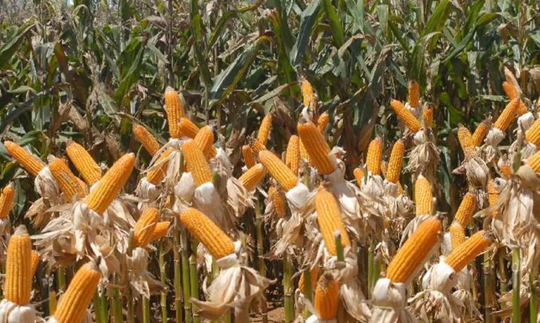 Conab compra mais de 190 mil toneladas de milho para estoques de venda em balcão