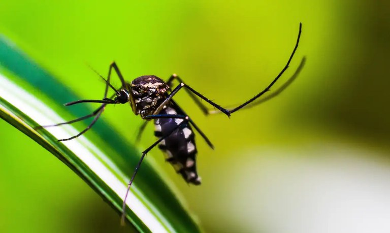 Ministério da Saúde amplia vacinação da dengue para mais 154 municípios